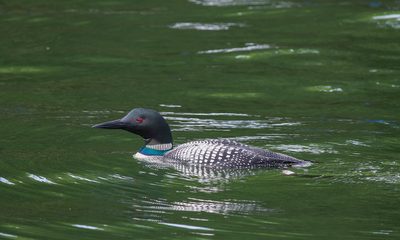 Lake Minocqua Loon