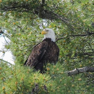 Eagle in Our Pine Trees 1