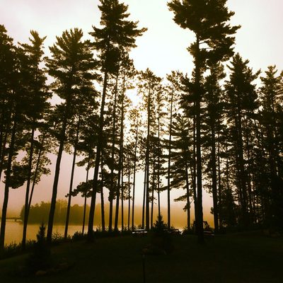 Trees at night